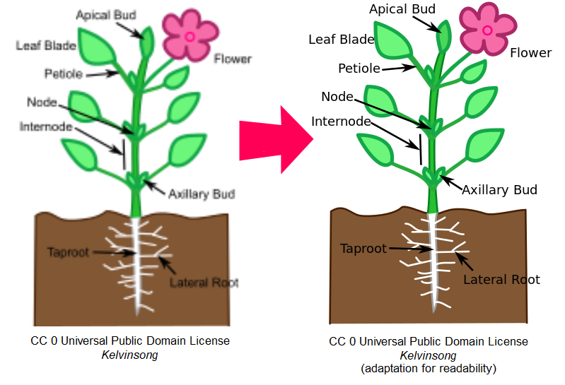 CC 0 licensed image of the parts of a flower, labeled. across from it is an adaptation also licensed CC 0 with attribution: a crisp, easy to read version of the same image.