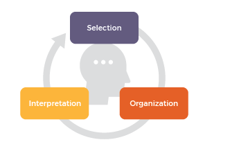 diagram showing the words selection interpretation and organization in coloured blocks. There's an image of a person's head in the centre and a connecting circular line connecting the blocks